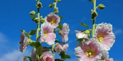 Květ slézu - jak zasadit a pečovat o rostlinu v zemi